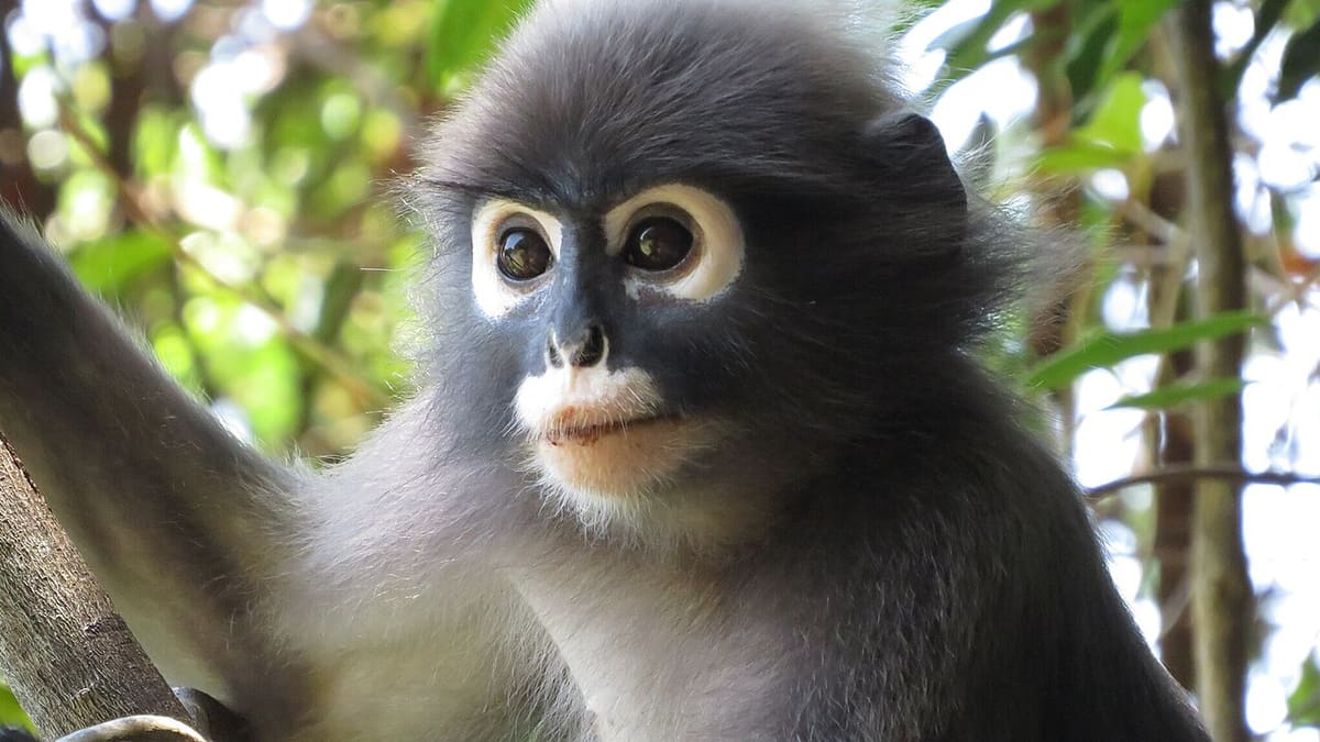 Dusky langur sitting on a branch